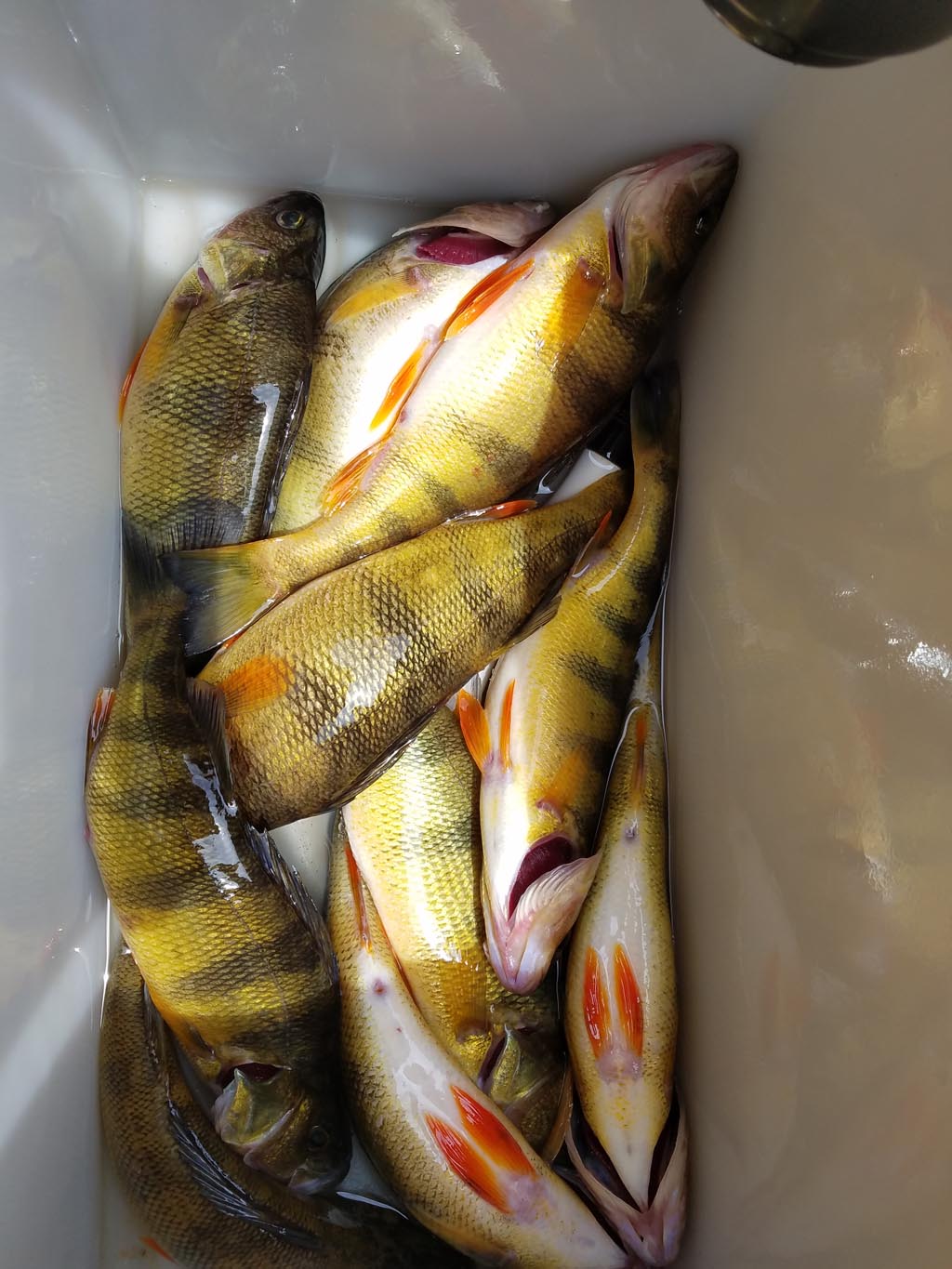 Yellow-Perch