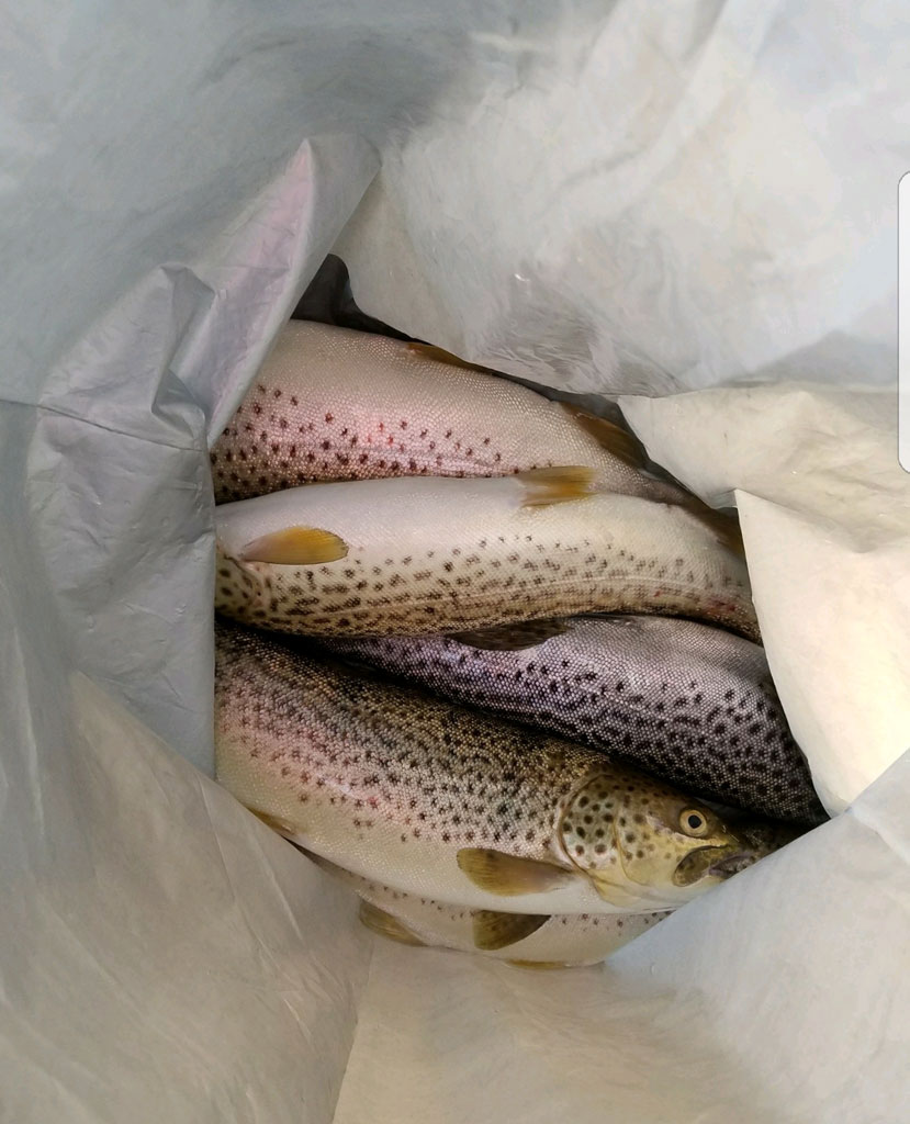 Trout